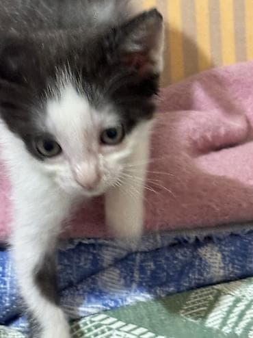 пит: Котята в добрые руки. На фото — подкидыши в коробке, нашли на — 7