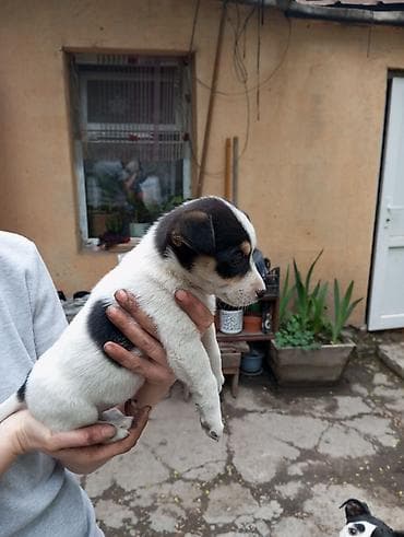 Собаки: Щенок мелкого/среднего размера, с короткой гладкой шерстью. Окрас — 6