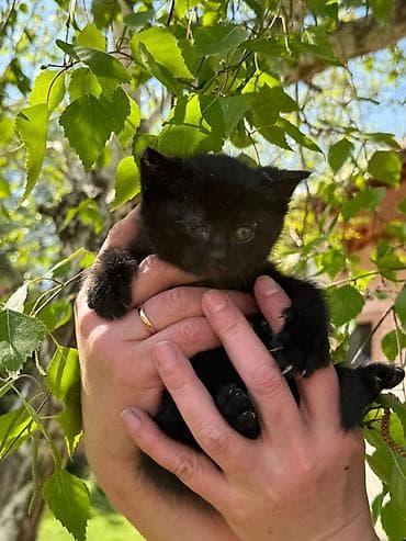 животные кот: Очаровательные котята, мальчик и девочка, оба черные, ищут добрые и — 10