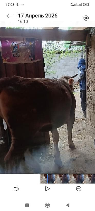 кара джигач: Продаю | Бык (самец) | На откорм | Привязанные — 2