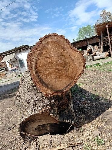 осб влагостойкий цена: Бревно твёрдой лиственной породы орех. Характеристики: - Цельный — 2