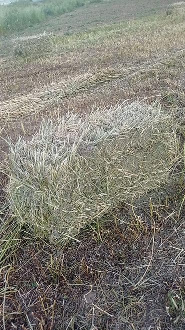 продаю силос: Эспарцет — тюки с поля - Корм: эспарцет (бобовая культура — 3