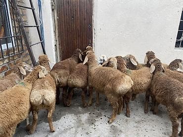 animal pack: Продаю | Ягненок | Для разведения — 3