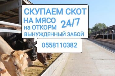 продажа щенков немецкой овчарки с документами в бишкеке: Куплю | Коровы, быки, Лошади, кони | Круглосуточно, Любое состояние, Забитый — 1