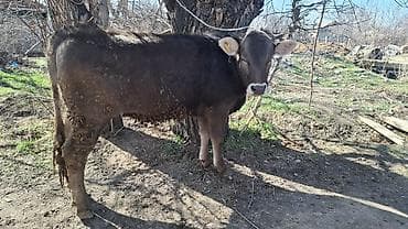 собаки балыкчы: Продаю | Бык (самец), Тёлка | Алатауская, Швицкая, Симментальская | На откорм, Для разведения | Племенные, Осеменитель, Не стельные — 2