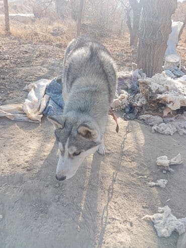 хаски щенок цена: Хаски, 6 месяцев, Самец — 7