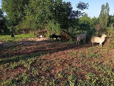 загон: Продаю | Коза (самка), Козлёнок | Полукровка | На забой, Для разведения | Племенные — 8