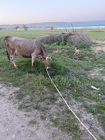 дом для животных: Продаю | Корова (самка) | Швицкая | Для молока | После отела — 2