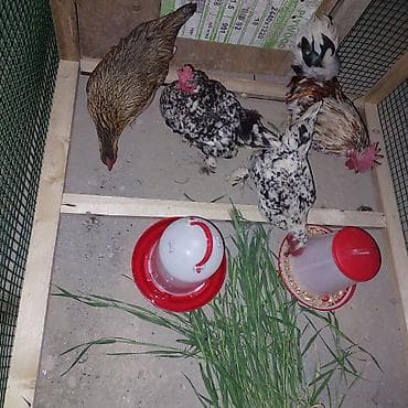 готовый курятник купить: Всё включено! взял и поставил или поларил) живой уголок для детей в — 6