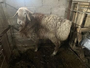 ягнята гисары: Продаю | Баран (самец) | На забой, Для разведения | Племенные, Осеменитель — 4