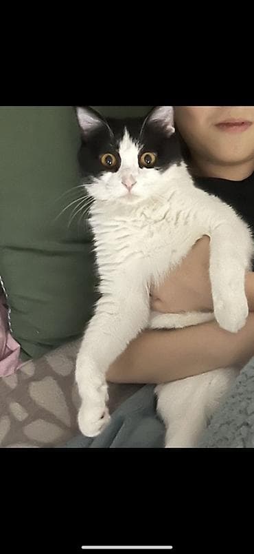 Кошка даром: Беспородная, 3 года, Мальчик, Приучена к лотку