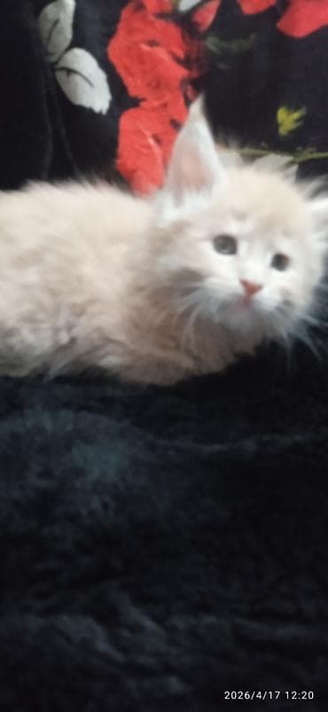 кукуруз продаю: Мейн-кун, 1 месяц, Мальчик, Приучена к лотку — 4