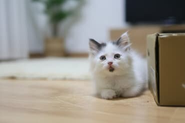 отдам котенка в добрые руки: 2 айлык, Ургаачы — 1