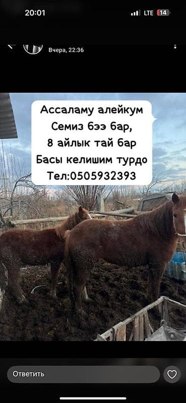 Продаю | Кобыла (самка)