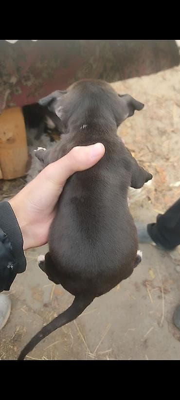 продажа щенков немецкой овчарки в бишкеке с документами: Питбуль, 2 месяца, Самец, С прививкой — 2