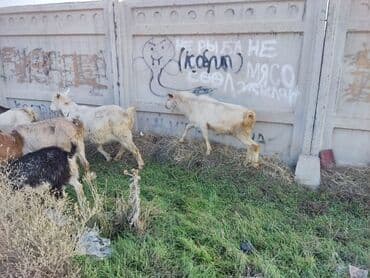 продам козу дойную: Продаю | Козлёнок | Полукровка | Для разведения — 5