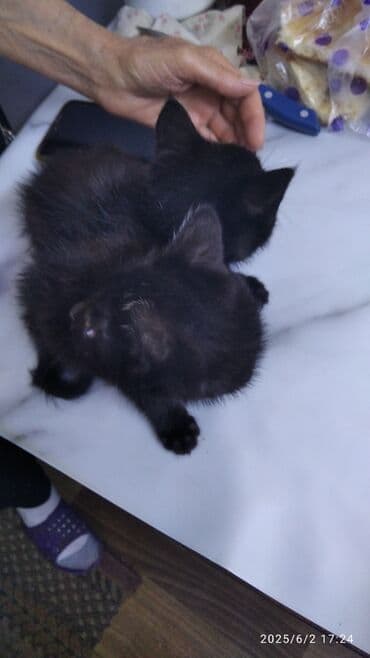 новорожденные котята: Беспородная, 2 месяца, Девочка, Черный, Приучена к лотку — 3