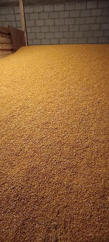 кукуруза рушеный: Продаю кукурузу, жугору, мака, в количестве 200 тон чистая, крупная — 3