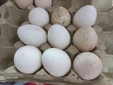 сыр козий: Индюшачьи яйца от домашних индюков - Натуральные яйца индейки из — 4