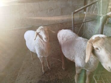 купить собаку доберман в бишкеке: Продаю | Ягненок | Для разведения | Племенные — 2