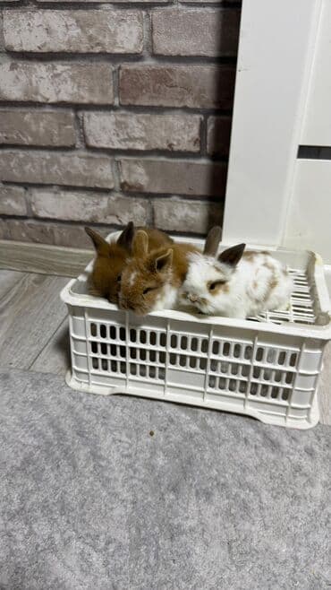 Шиншиллалар: Кролик с окрасом, сочетающим белый и светло-коричневый цвета. Обладает — 17