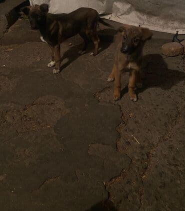 цены на чихуахуа: ЩЕНКИ ОВЧАРКИ Остались только 2 САМОЧКИ (ДЕВОЧКИ ) - крепкие, умные и — 7