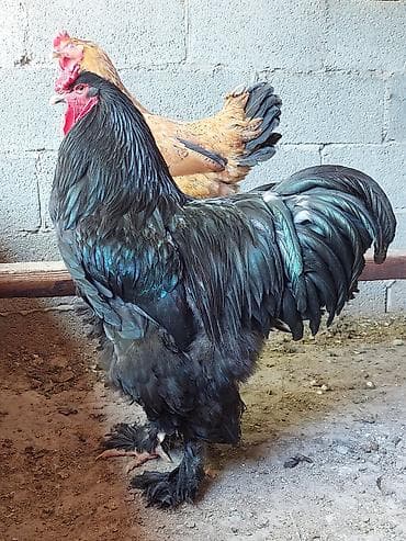 цыплята брама: Продаю | Куры | Брама | Для разведения — 2