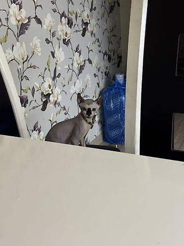 Услуги ветеринара: Сфинкс, 5 месяцев, Мальчик, Приучена к лотку, Проглистована — 5