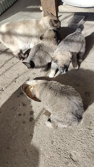 бельгийская овчарка малинуа купить: Собака даром: 1 месяц, Самец — 1