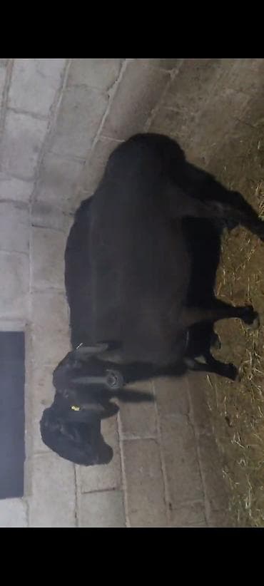 коне корсе: Продаю | Овца (самка) | Полукровка — 1