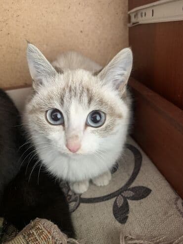 идентификация киви кошелька в кыргызстане бесплатно: Кошка даром: Беспородная, 8 месяцев, Девочка, Приучена к лотку — 4