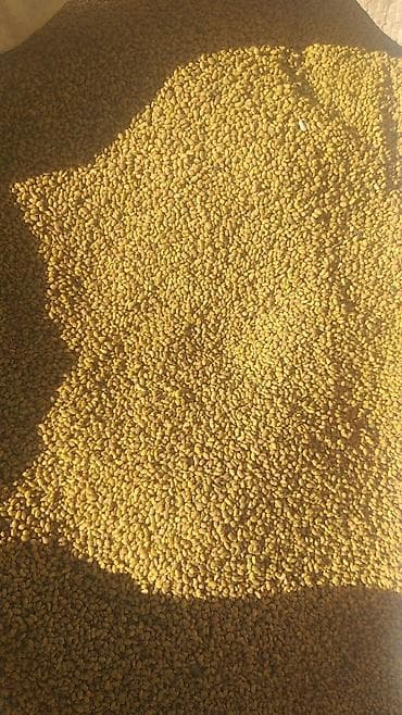 Садовая мебель: Семена кормовых растений: Люцерна — 2