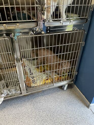 корм для домашних животных: Ветеринарная клиника 🐱🐶🐏 Лечение домашних животных 🩹🩺 - Хирургическое — 6