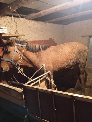 в добрые руки собаку: Продаю | Конь (самец) | На забой — 4