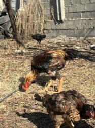 купить американского бульдога: Сатам | Короздор | Тебиштирүүчү | Көбөйтүү үчүн — 4