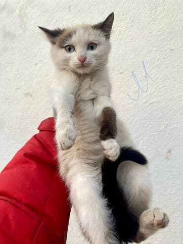 шиншилла британская кошка цена: Отдам в ОЧЕНЬ добрые руки котят невероятной красоты! Находятся в — 7