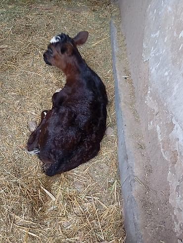 Продаю | Корова (самка) | Симментальская | Для молока | После отела — 4