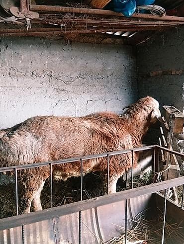 Баран, овца: Продаю | Баран (самец) — 3