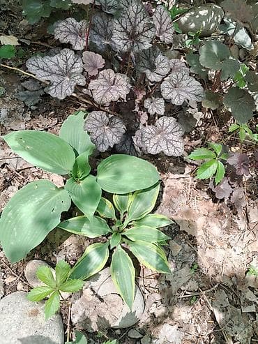 Многолетние садовые растения (делёнки/корневища) для тенистых и — 4