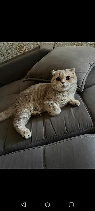 кошка пушистая: Шотландская вислоухая кошка (Scottish Fold) - Окрас: светло-серый с — 1