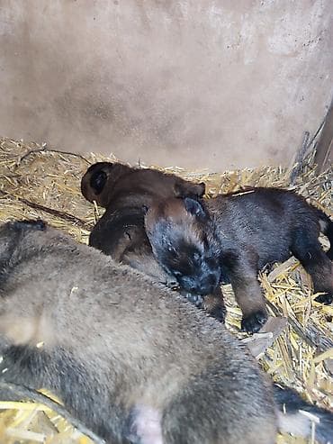 Бельгийская овчарка, 1 месяц, Самец — 8