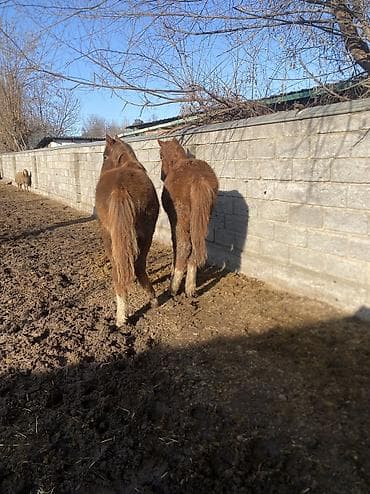 сколько стоит жеребёнок лошади: Продаю | Жеребенок | Полукровка | Рабочий — 6