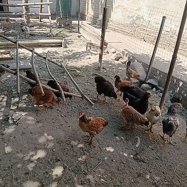 Животные: Продаю | Куры | Домашняя | Для разведения — 1
