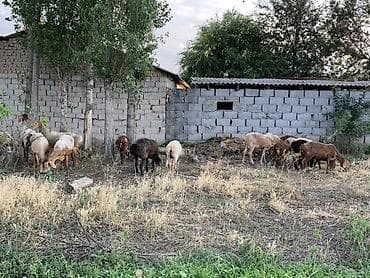 Животные: Продаю | Овца (самка), Ягненок, Баран (самец) | Полукровка | Для разведения | Матка — 4