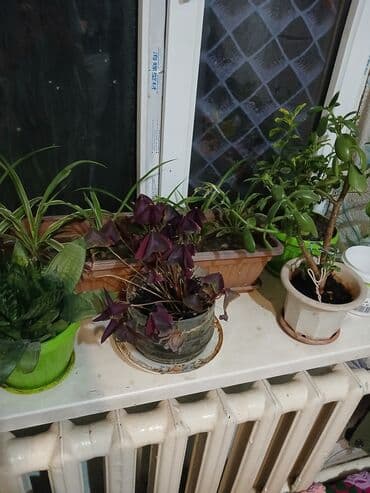 цветы каланхоэ: Комнатное растение — хлорофитум (вариегатный). Имеются также отростки — 4