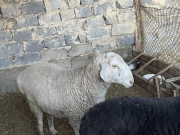 союшка кой: Продаю | Овца (самка) | Для разведения | Матка — 3