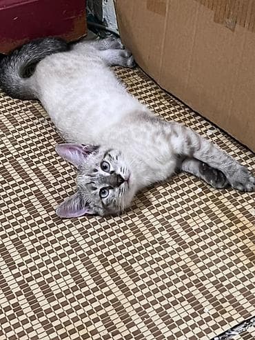 Находки, отдам даром: Отдам 3х месячных котят в добрые руки. Серый, сиамский,черный - — 4