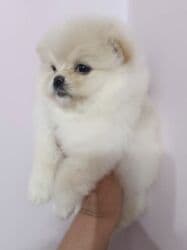 Шпиц, 2 месяца, Самка, С прививкой, С родословной at lalafo.kg Шпиц, 2 месяца, Самка, С прививкой, С родословной