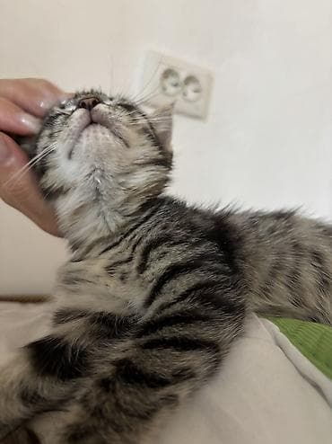 хочу котёнка: Кошка даром: Беспородная, 2 месяца, Девочка — 5