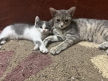 котята фото: Кошка даром: Беспородная, 4 месяца, Мальчик, Приучена к лотку, Проглистована — 2